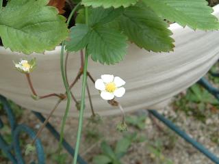 またまた開花!ワイルドストロベリー