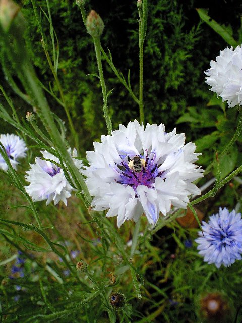 白い矢車草０８０６２７.jpg