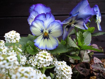 CA390367.jpgちぃちゃんのスイートアリッサムとよく咲くスミレブルーハワイ.jpg