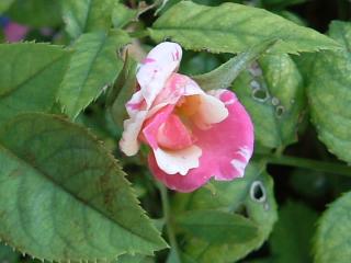 開花しかけのミニバラ・ニコラ