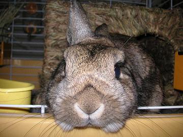 お家もうダメ。