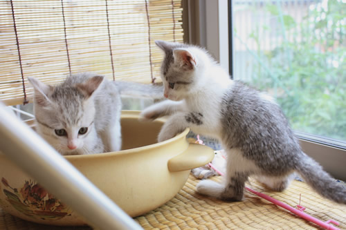 鍋が気になります