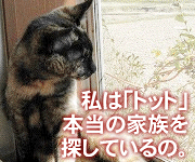 猫福＜にゃんぷく＞石川県発猫の里親募集ブログ