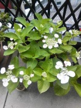 去年の紫陽花