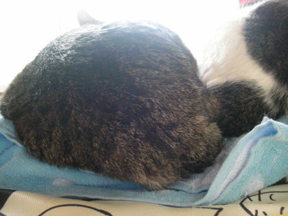 むっちり.jpg