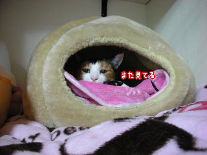 チャンスを逃す猫。２.jpg