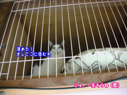 侵入者５.jpg