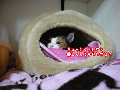チャンスを逃す猫。３.jpg