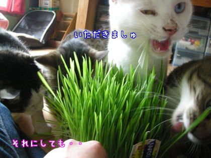 草・・だよね？２.jpg