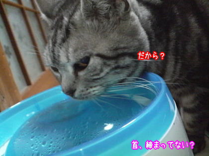 足が短い猫３.jpg