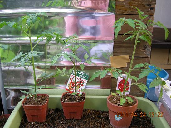 ミニトマト栽培観察 ミニトマト はじめました 楽天ブログ