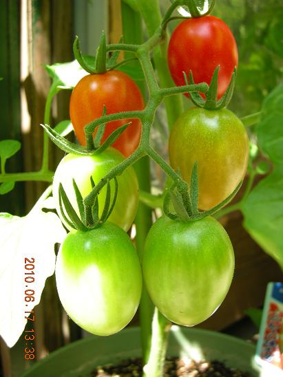 ミニトマト栽培観察 ミニトマト はじめました 楽天ブログ