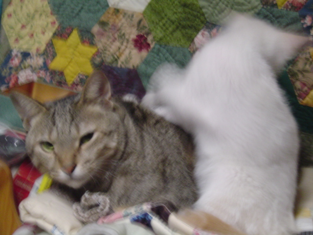 DSC01275.JPG