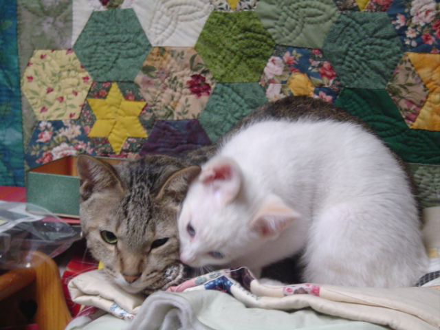 DSC01288.JPG