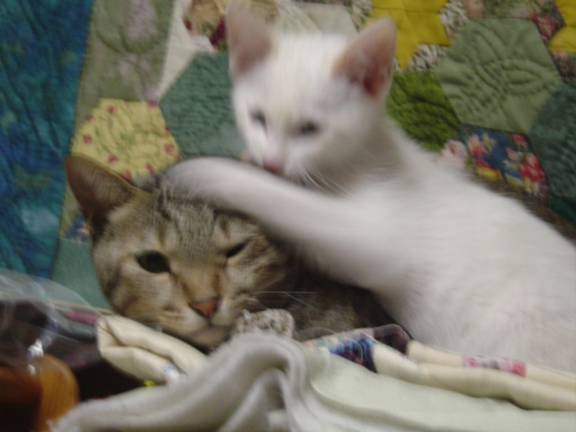 DSC01294.JPG