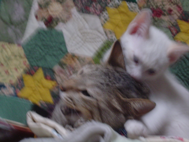 DSC01295.JPG