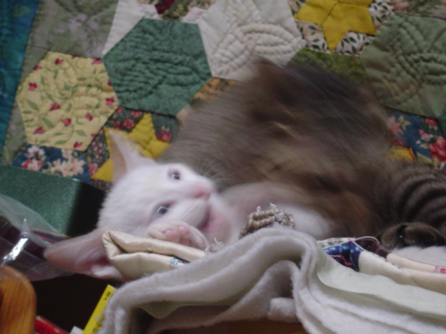 DSC01299.JPG