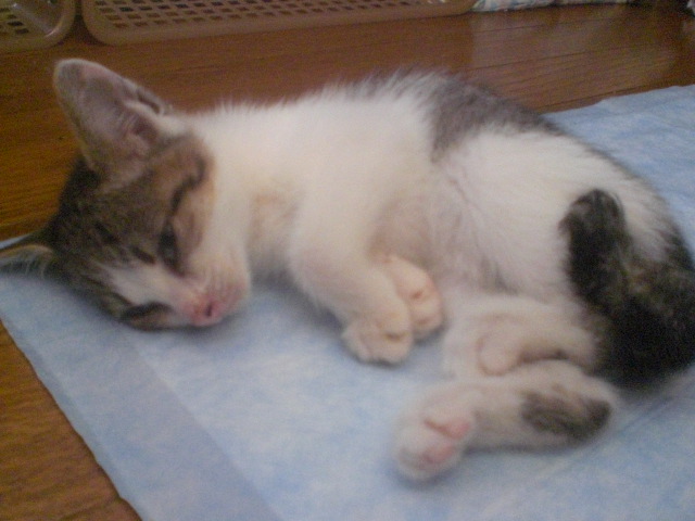 20080803_5.JPG