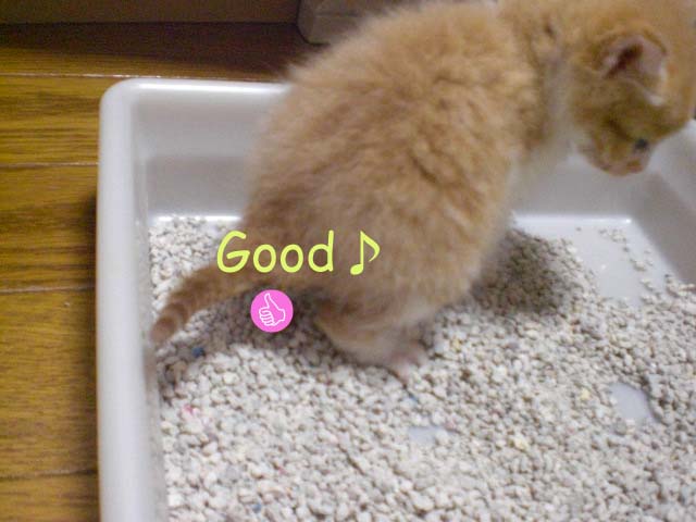 mint_20081016_2.JPG