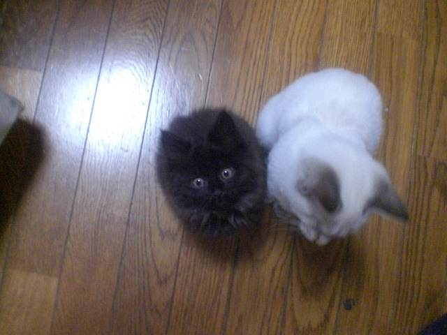 chiro_kuro_20081127_2.JPG