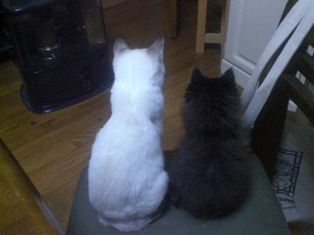 chiro_kuro_20081127_3.JPG