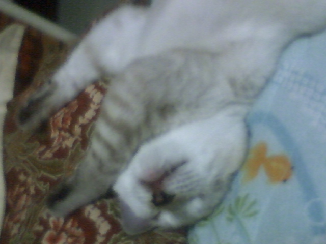 20081129_2.jpg