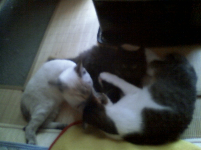 20081129_4.jpg