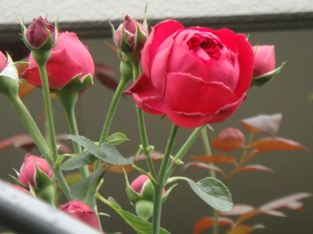ルージュピエールドゥロンサールのアーチの2番花とベーサルシュート | バラの美と香りを求めて - 楽天ブログ