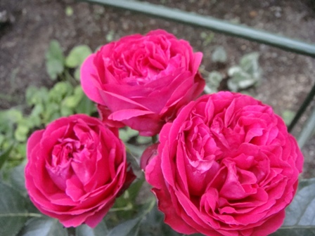 ruju21051503.JPG