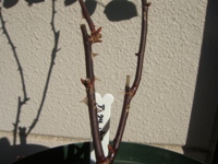 ankuru2009011702.JPG