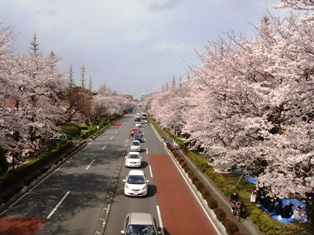 7sakura22040311.JPG