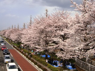 8sakura22040316.JPG