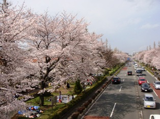 9sakura22040317.JPG