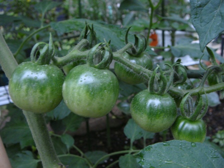 2toma210706.JPG