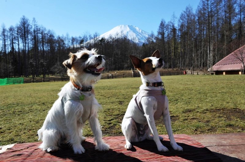 ジャック・ラッセル・テリア　　　　　　　　　　　　　　「葵（アオ）」と「黄金（コガネ）」の成長日記