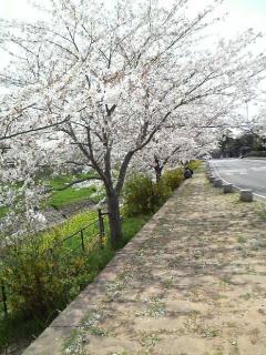 近所の桜