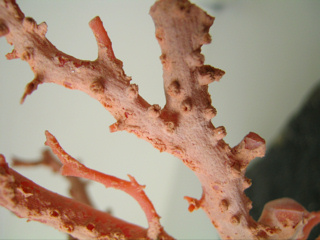 珊瑚虫