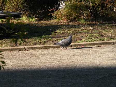 鳩がいた！