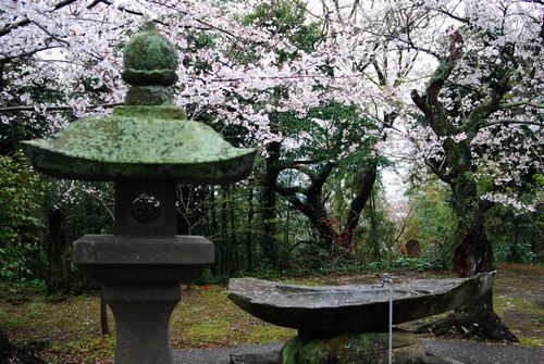 鎮懐石八幡宮の桜１