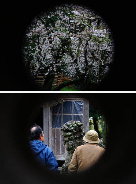 鎮懐石八幡宮の桜２.