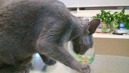 猫、コップで飲む