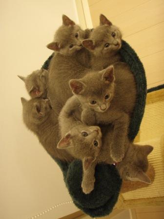 生まれたての子猫の物語 ロシアンブルー９匹の物語 楽天ブログ