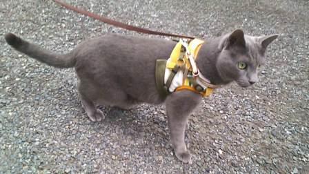 散歩に出かけるネコ