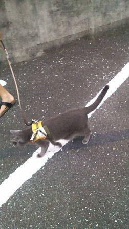 道を走るネコ、絶好調！