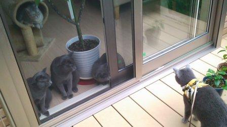 羨ましい他のネコ