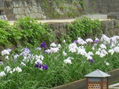 小サイズ　菖蒲まつり