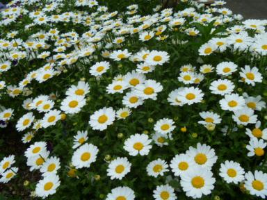 一面のマーガレット