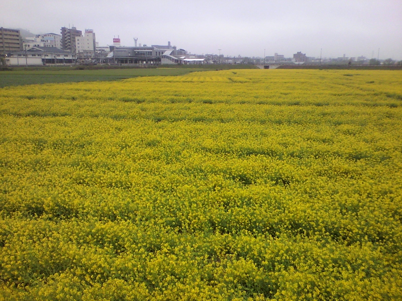 黄色いじゅうたん