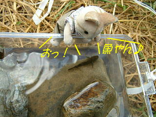 ｷｬﾝﾌﾟ2007　魚採り-2.JPG