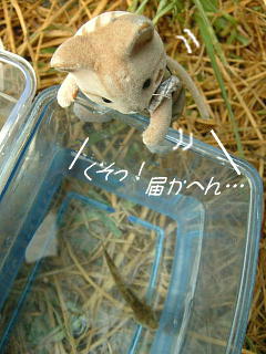 ｷｬﾝﾌﾟ2007　魚採り-3.JPG